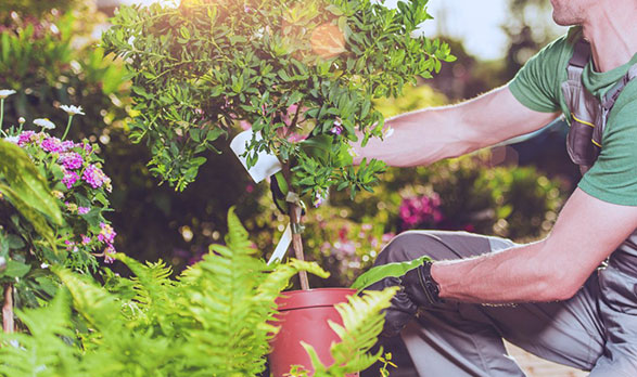 DIY Gardening